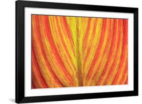 Close-up of an orange and yellow tropical leaf.-Stuart Westmorland-Framed Photographic Print