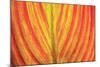 Close-up of an orange and yellow tropical leaf.-Stuart Westmorland-Mounted Photographic Print