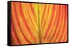 Close-up of an orange and yellow tropical leaf.-Stuart Westmorland-Framed Stretched Canvas