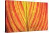 Close-up of an orange and yellow tropical leaf.-Stuart Westmorland-Stretched Canvas