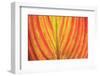 Close-up of an orange and yellow tropical leaf.-Stuart Westmorland-Framed Photographic Print