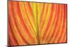 Close-up of an orange and yellow tropical leaf.-Stuart Westmorland-Mounted Photographic Print