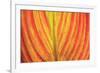 Close-up of an orange and yellow tropical leaf.-Stuart Westmorland-Framed Premium Photographic Print
