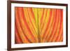 Close-up of an orange and yellow tropical leaf.-Stuart Westmorland-Framed Premium Photographic Print