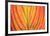 Close-up of an orange and yellow tropical leaf.-Stuart Westmorland-Framed Premium Photographic Print