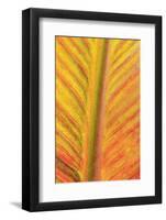 Close-up of an orange and yellow tropical leaf.-Stuart Westmorland-Framed Photographic Print