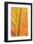 Close-up of an orange and yellow tropical leaf.-Stuart Westmorland-Framed Photographic Print