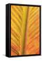 Close-up of an orange and yellow tropical leaf.-Stuart Westmorland-Framed Stretched Canvas