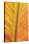 Close-up of an orange and yellow tropical leaf.-Stuart Westmorland-Stretched Canvas