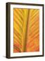 Close-up of an orange and yellow tropical leaf.-Stuart Westmorland-Framed Photographic Print