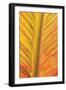 Close-up of an orange and yellow tropical leaf.-Stuart Westmorland-Framed Photographic Print