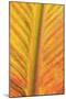 Close-up of an orange and yellow tropical leaf.-Stuart Westmorland-Mounted Photographic Print