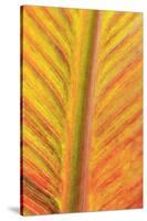 Close-up of an orange and yellow tropical leaf.-Stuart Westmorland-Stretched Canvas