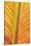 Close-up of an orange and yellow tropical leaf.-Stuart Westmorland-Stretched Canvas