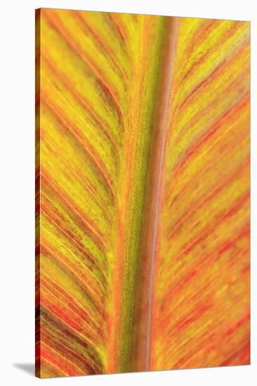 Close-up of an orange and yellow tropical leaf.-Stuart Westmorland-Stretched Canvas