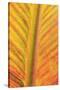 Close-up of an orange and yellow tropical leaf.-Stuart Westmorland-Stretched Canvas