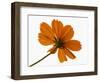 Close-up of an orange flower-null-Framed Photographic Print