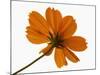 Close-up of an orange flower-null-Mounted Photographic Print