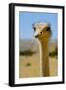 Close-Up of an Ostrich's Head, Long Neck. HAI BAR BIBLICAL WILDLIFE Reserve, Yotv..., 1980S (Photo)-James L Stanfield-Framed Giclee Print