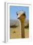 Close-Up of an Ostrich's Head, Long Neck. HAI BAR BIBLICAL WILDLIFE Reserve, Yotv..., 1980S (Photo)-James L Stanfield-Framed Giclee Print