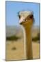 Close-Up of an Ostrich's Head, Long Neck. HAI BAR BIBLICAL WILDLIFE Reserve, Yotv..., 1980S (Photo)-James L Stanfield-Mounted Giclee Print