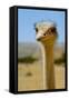 Close-Up of an Ostrich's Head, Long Neck. HAI BAR BIBLICAL WILDLIFE Reserve, Yotv..., 1980S (Photo)-James L Stanfield-Framed Stretched Canvas