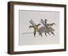 Close-Up of an Owl's Claws Reaching for a Mouse-null-Framed Giclee Print