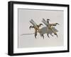 Close-Up of an Owl's Claws Reaching for a Mouse-null-Framed Giclee Print