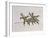 Close-Up of an Owl's Claws Reaching for a Mouse-null-Framed Giclee Print