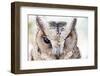 Close up of an Owl-Sorapop-Framed Photographic Print