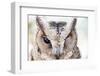 Close up of an Owl-Sorapop-Framed Photographic Print