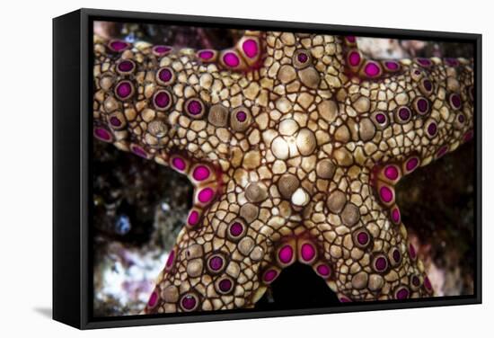 Close-Up of an Unidentified Sea Star in Indonesia-Stocktrek Images-Framed Stretched Canvas