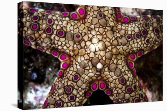 Close-Up of an Unidentified Sea Star in Indonesia-Stocktrek Images-Stretched Canvas