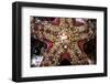 Close-Up of an Unidentified Sea Star in Indonesia-Stocktrek Images-Framed Photographic Print