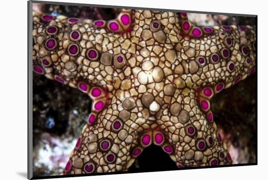 Close-Up of an Unidentified Sea Star in Indonesia-Stocktrek Images-Mounted Photographic Print