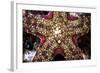 Close-Up of an Unidentified Sea Star in Indonesia-Stocktrek Images-Framed Photographic Print