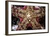 Close-Up of an Unidentified Sea Star in Indonesia-Stocktrek Images-Framed Photographic Print