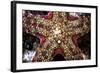 Close-Up of an Unidentified Sea Star in Indonesia-Stocktrek Images-Framed Photographic Print