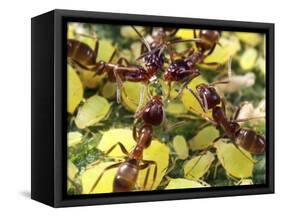 Close-up of Ants Harvesting Honeydew from Aphids, Lakeside, California, USA-Christopher Talbot Frank-Framed Stretched Canvas