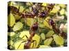 Close-up of Ants Harvesting Honeydew from Aphids, Lakeside, California, USA-Christopher Talbot Frank-Stretched Canvas