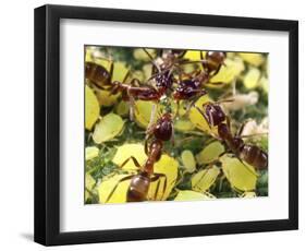 Close-up of Ants Harvesting Honeydew from Aphids, Lakeside, California, USA-Christopher Talbot Frank-Framed Photographic Print