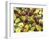 Close-up of Ants Harvesting Honeydew from Aphids, Lakeside, California, USA-Christopher Talbot Frank-Framed Photographic Print