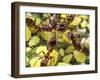 Close-up of Ants Harvesting Honeydew from Aphids, Lakeside, California, USA-Christopher Talbot Frank-Framed Photographic Print