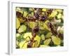 Close-up of Ants Harvesting Honeydew from Aphids, Lakeside, California, USA-Christopher Talbot Frank-Framed Photographic Print