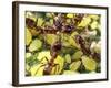 Close-up of Ants Harvesting Honeydew from Aphids, Lakeside, California, USA-Christopher Talbot Frank-Framed Photographic Print