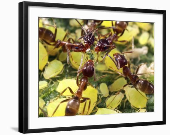 Close-up of Ants Harvesting Honeydew from Aphids, Lakeside, California, USA-Christopher Talbot Frank-Framed Photographic Print