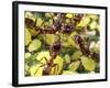 Close-up of Ants Harvesting Honeydew from Aphids, Lakeside, California, USA-Christopher Talbot Frank-Framed Photographic Print