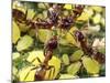 Close-up of Ants Harvesting Honeydew from Aphids, Lakeside, California, USA-Christopher Talbot Frank-Mounted Photographic Print