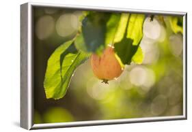 Close-up of Apple tree branch with apple on bokeh background-Paivi Vikstrom-Framed Photographic Print