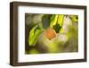 Close-up of Apple tree branch with apple on bokeh background-Paivi Vikstrom-Framed Photographic Print